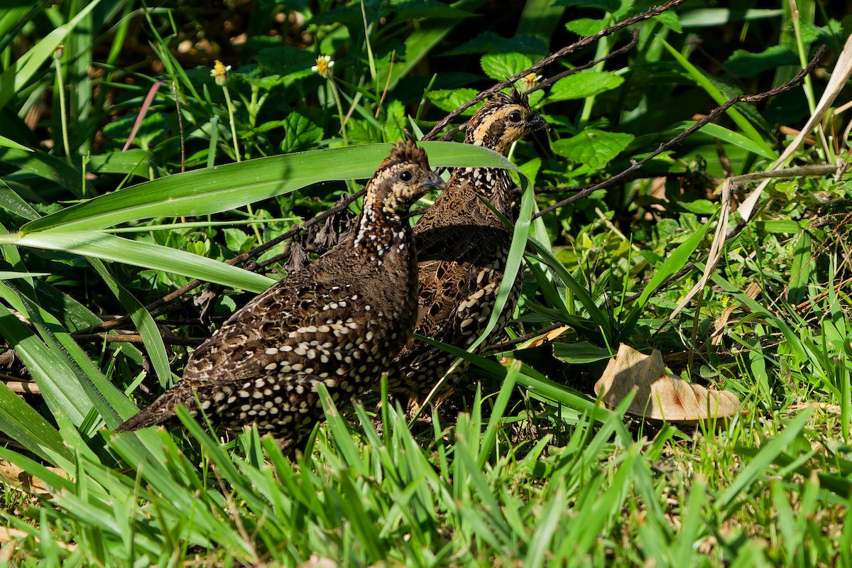 Spot-bellied Bobwhite - ML646121196
