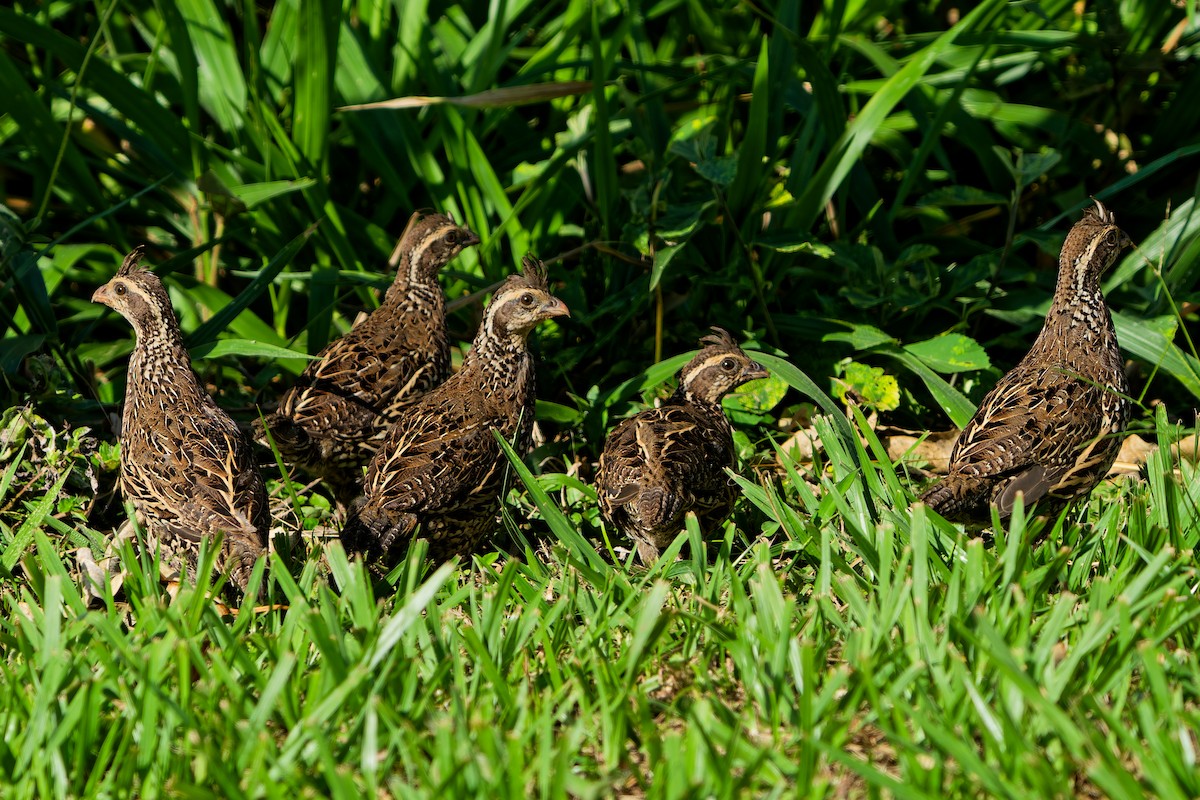 Spot-bellied Bobwhite - ML646121197