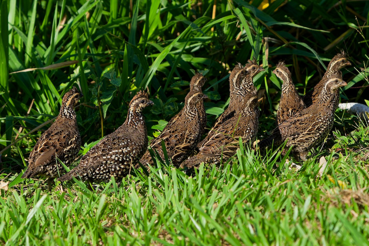 Spot-bellied Bobwhite - ML646121198