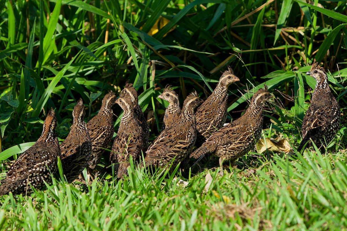 Spot-bellied Bobwhite - ML646121199