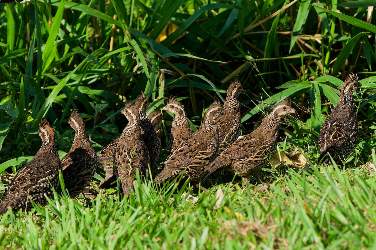 Spot-bellied Bobwhite - ML646121200