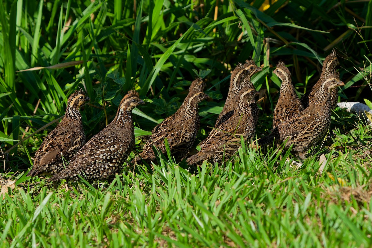 Spot-bellied Bobwhite - ML646121201