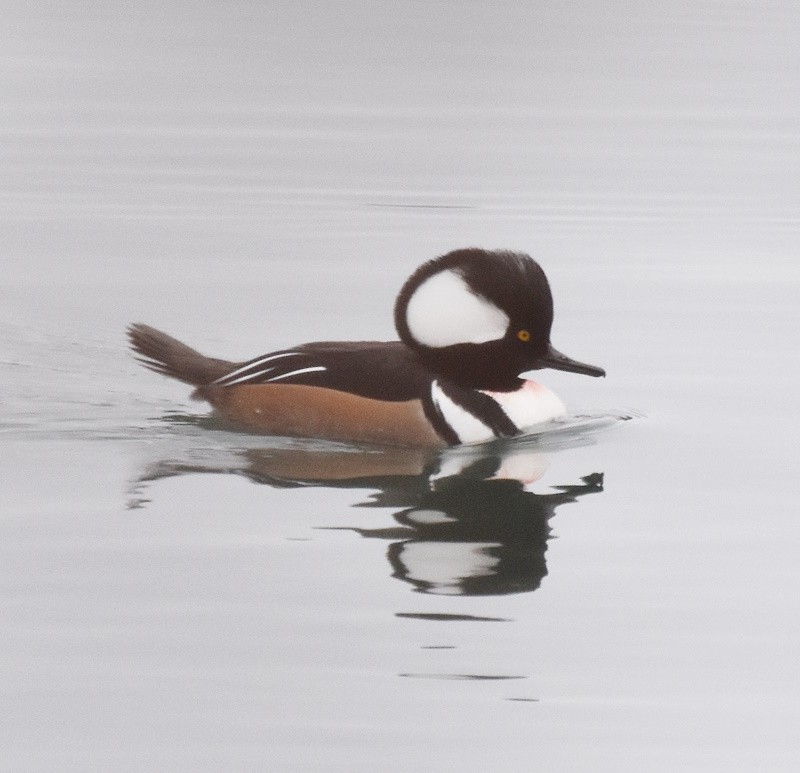 Крех жовтоокий - ML646121202