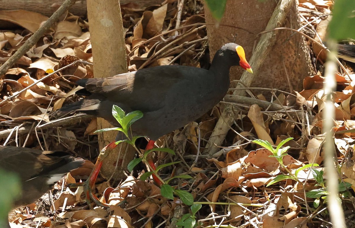 Курочка чорна - ML646121203