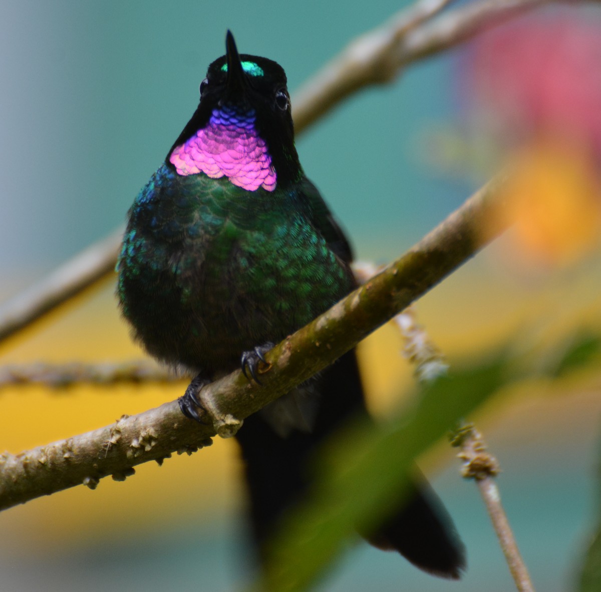 Tourmaline Sunangel - ML646121205