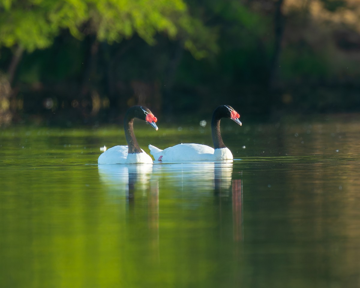 Black-necked Swan - ML646121213