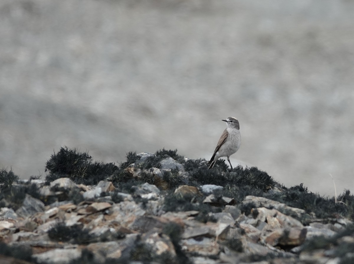 Ochre-naped Ground-Tyrant - ML646121214