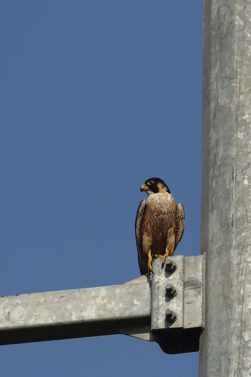 sokol stěhovavý - ML646121219