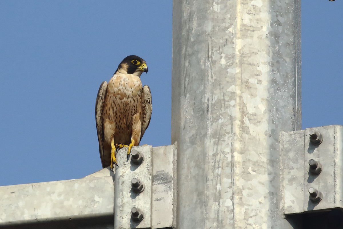 sokol stěhovavý - ML646121220