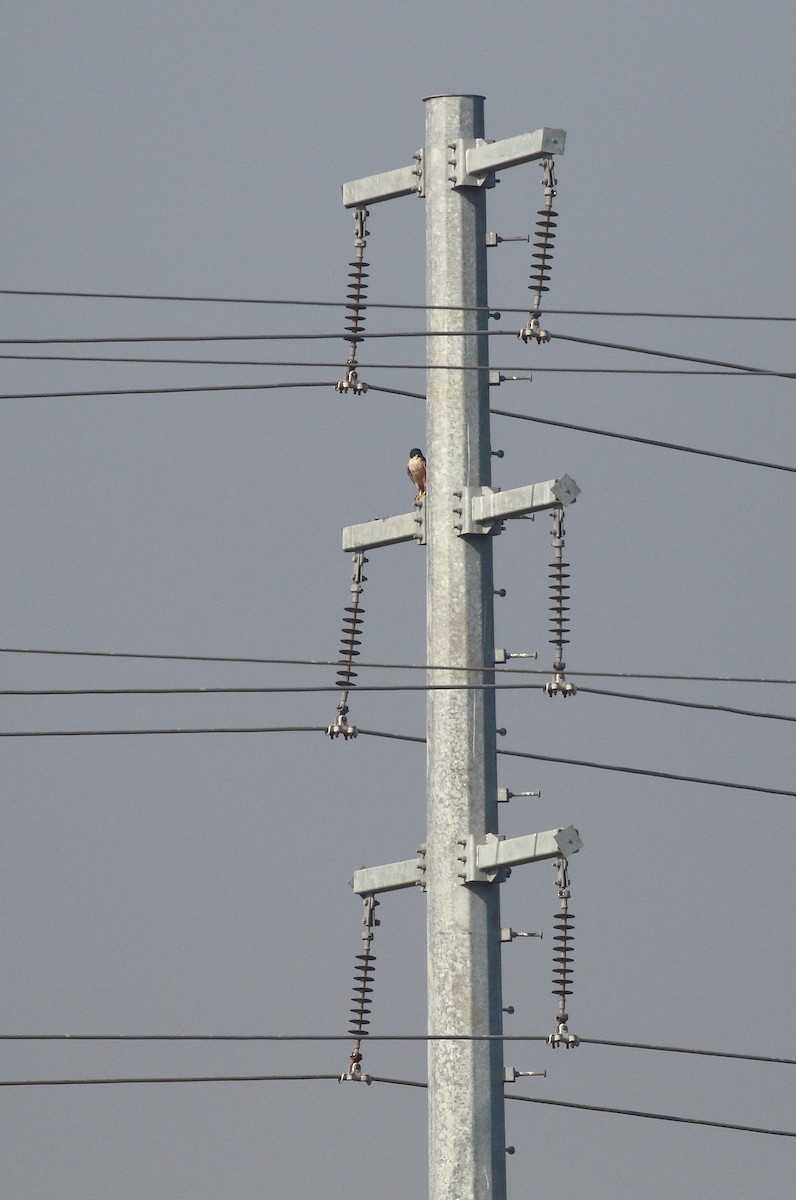 sokol stěhovavý - ML646121221