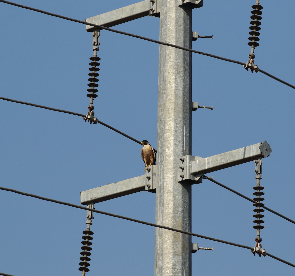 sokol stěhovavý - ML646121222