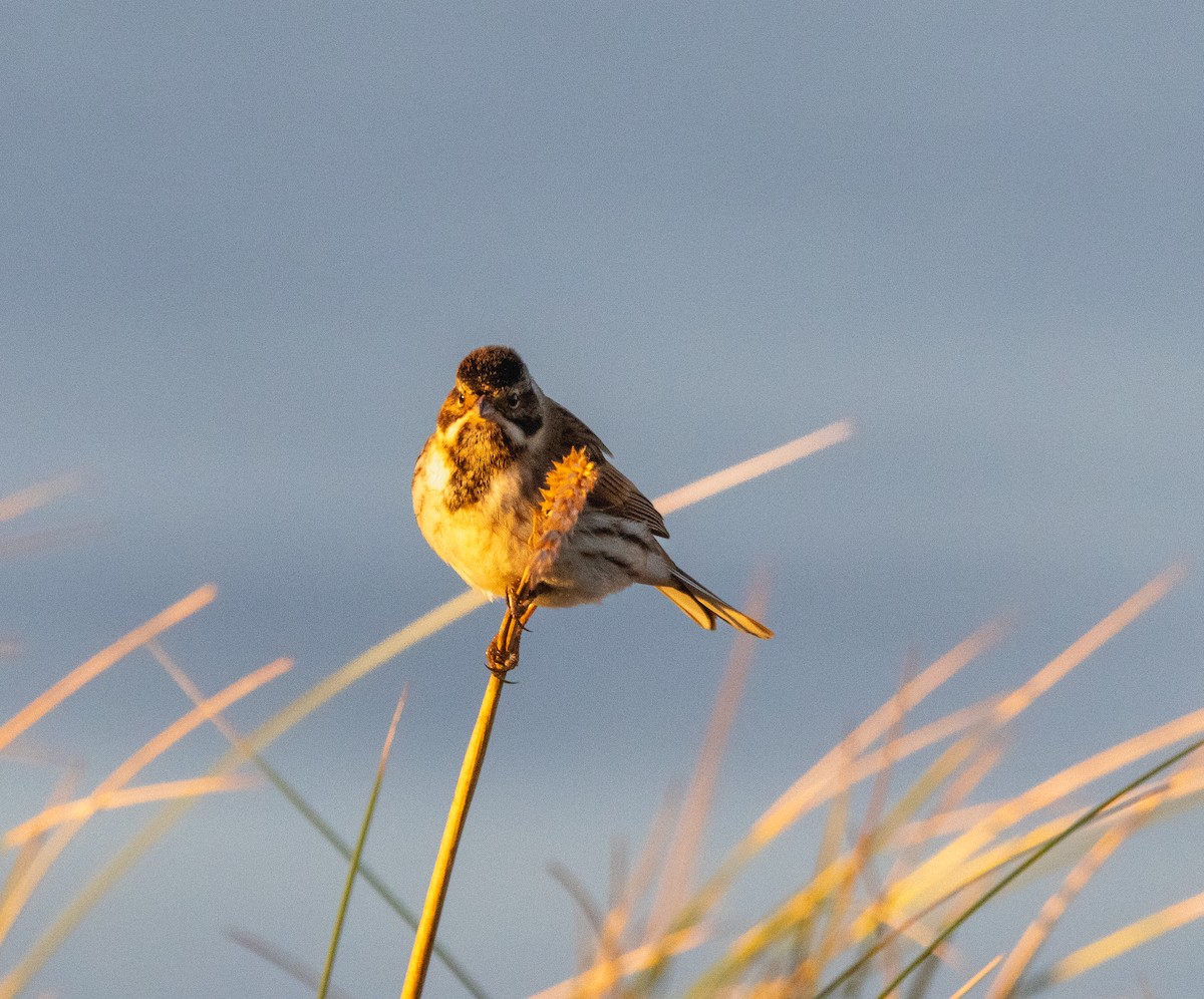 Reed Bunting - ML646121230