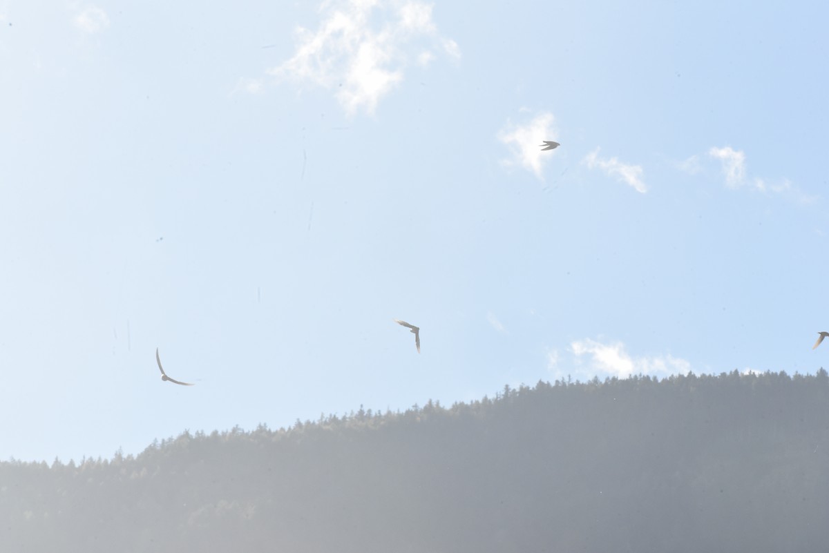 Pallid Swift - ML646121232