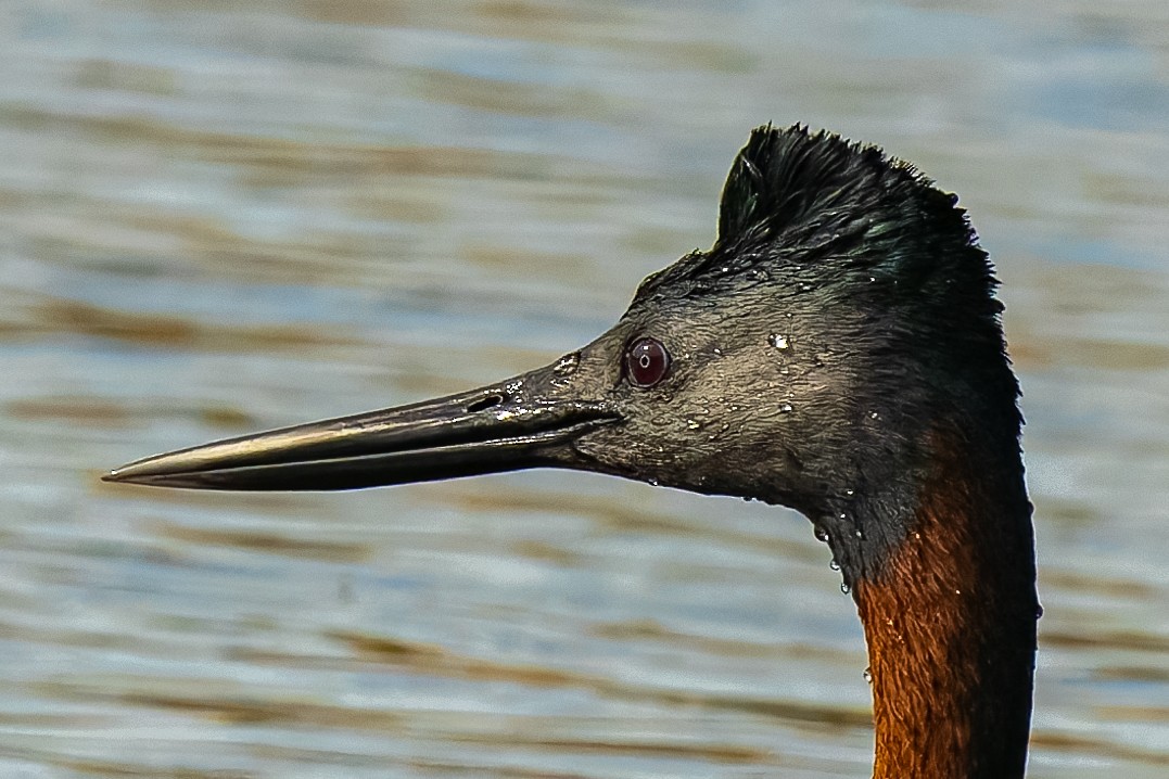 Great Grebe - ML646121235