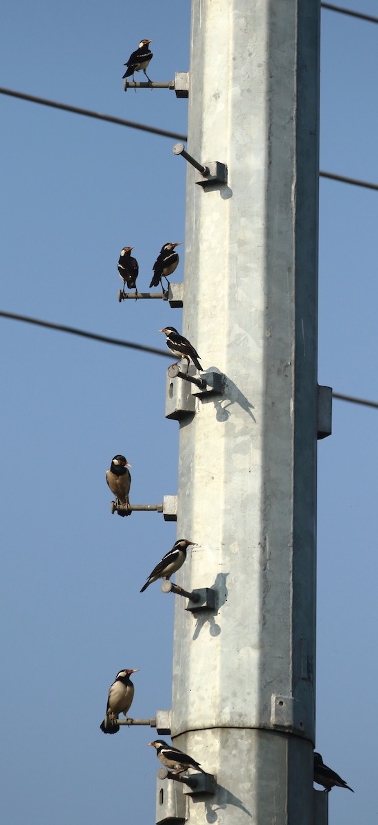Indian Pied Starling - ML646121236