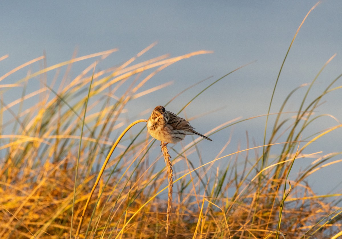 Reed Bunting - ML646121237