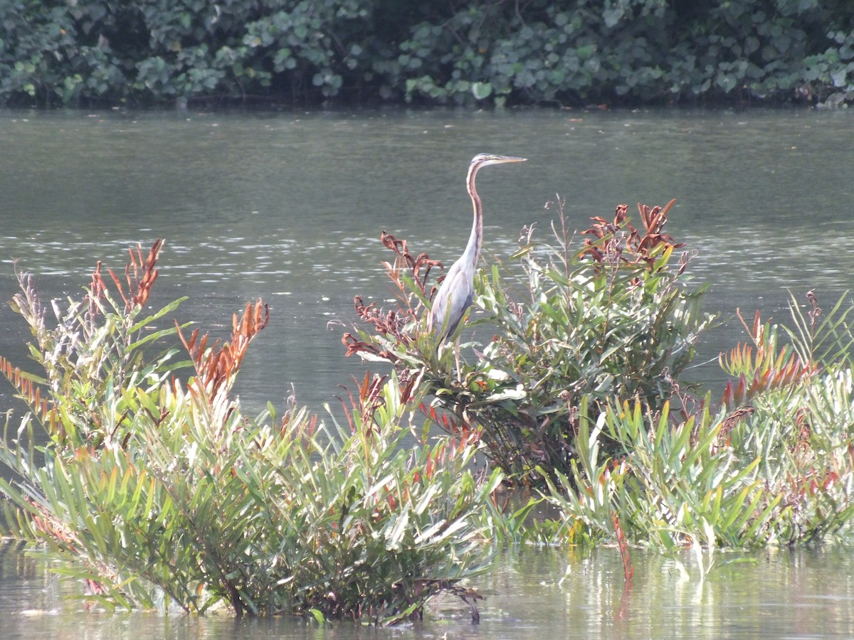 Purple Heron - ML646121238