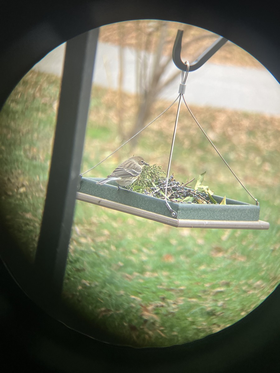 Yellow-rumped Warbler - ML646121239