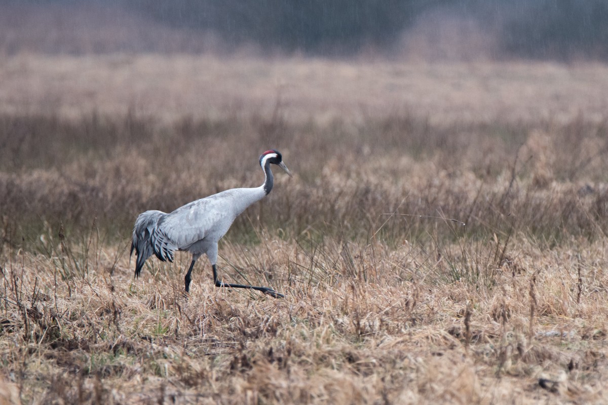 Common Crane - ML646121242