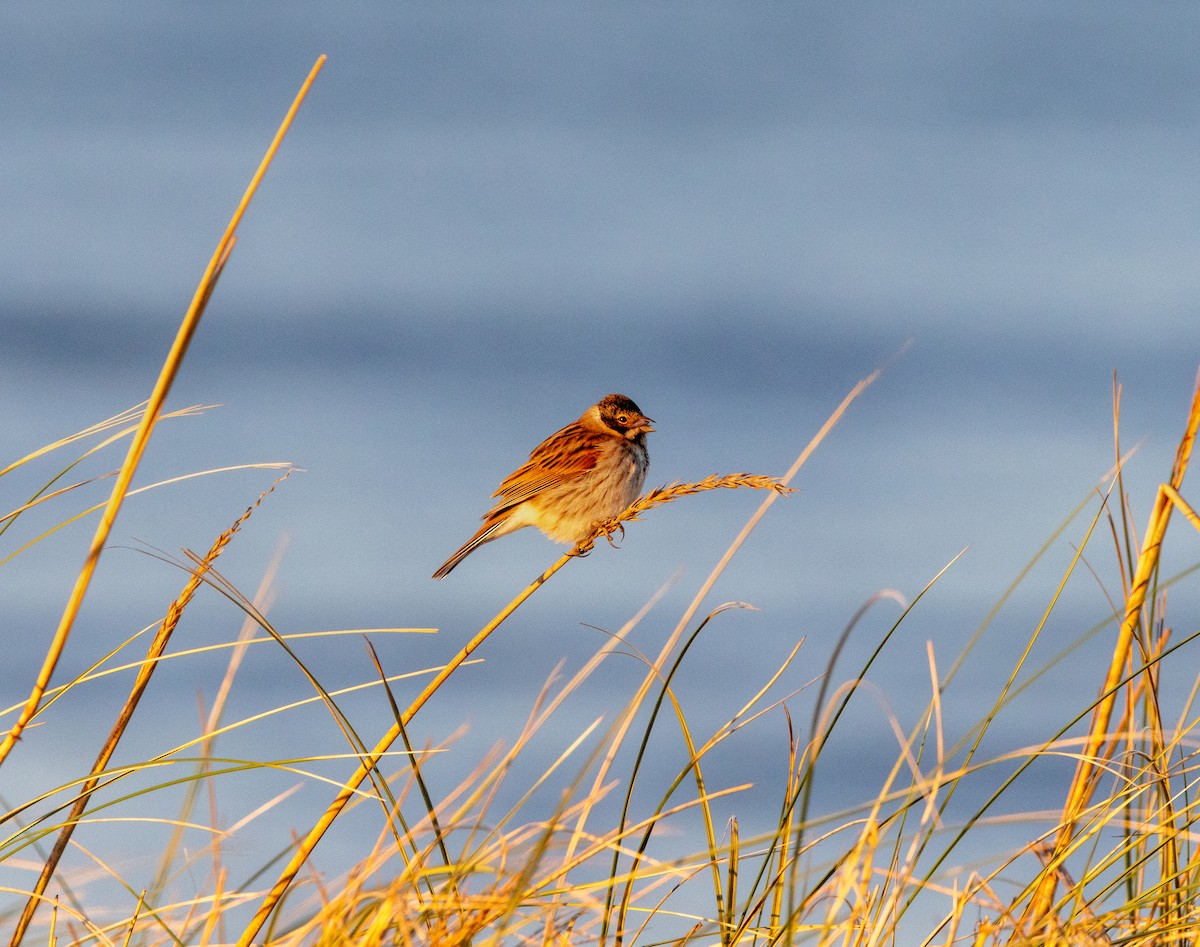 Reed Bunting - ML646121245