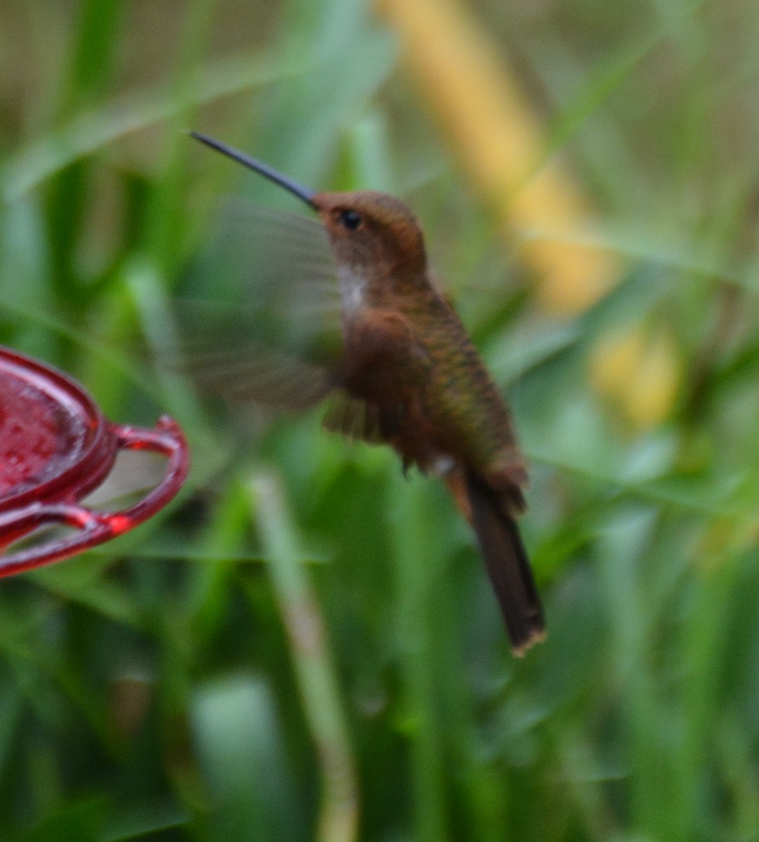 Bronzy Inca - ML646121247