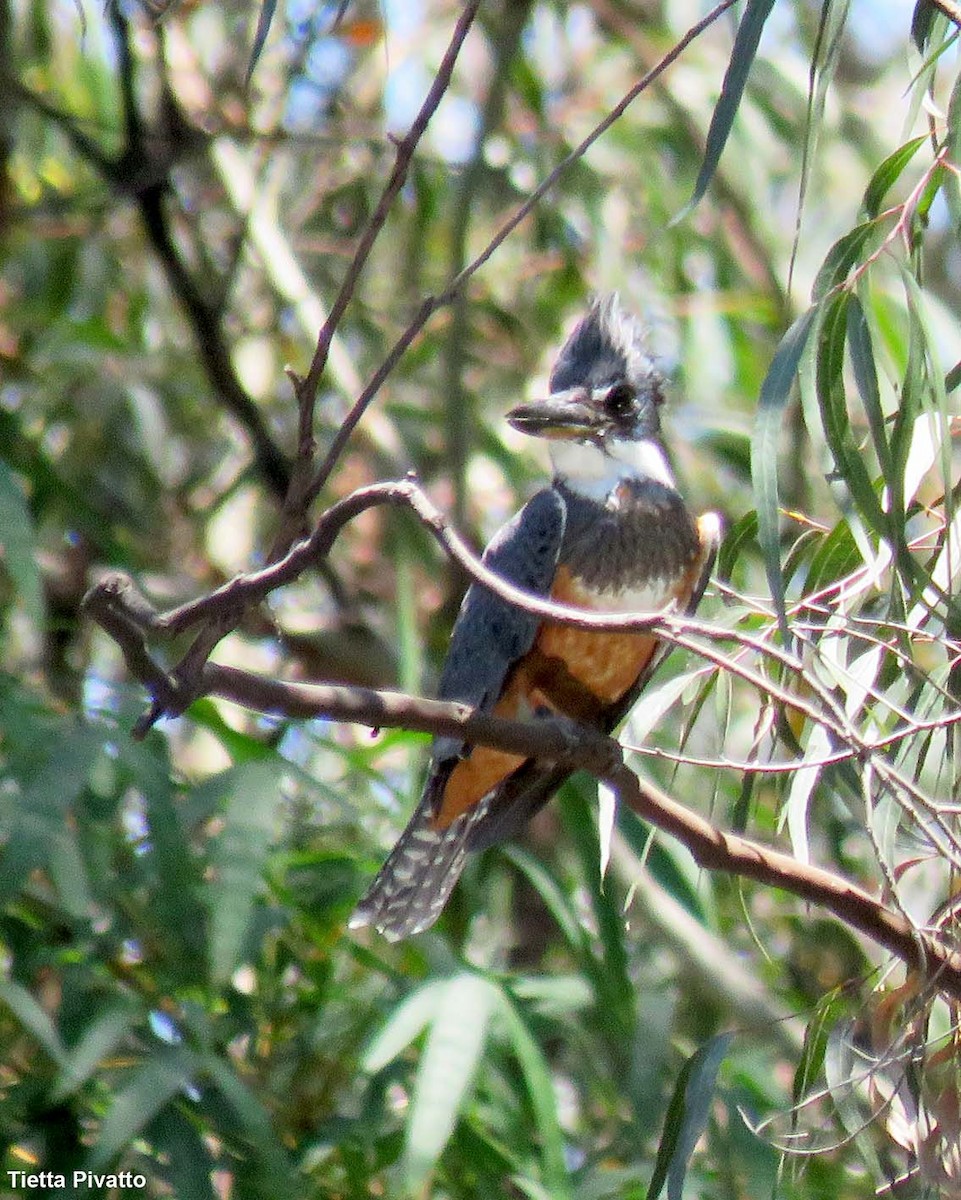 Ringed Kingfisher - ML646121248