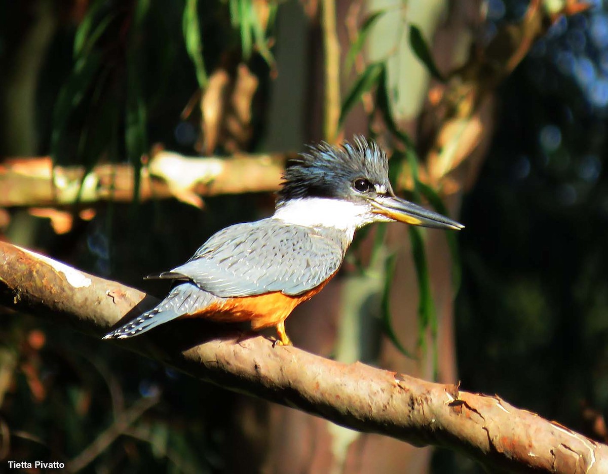 Ringed Kingfisher - ML646121249