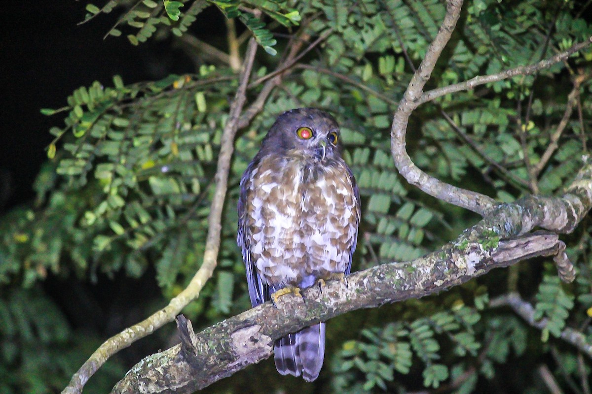 Brown Boobook - ML646121251