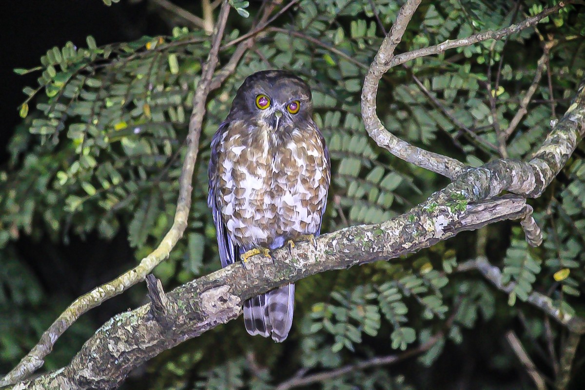 Brown Boobook - ML646121252