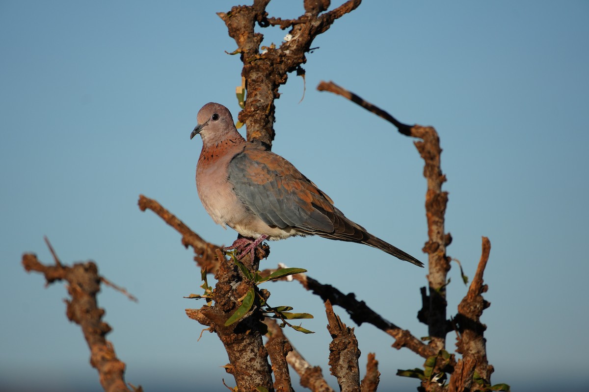 Laughing Dove - ML646121254