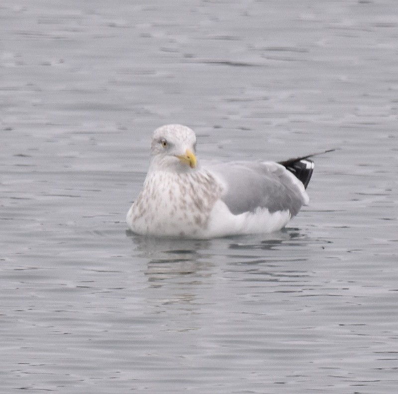 American Herring Gull - ML646121257