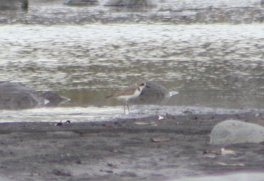 Greater Sand-Plover - ML646121258