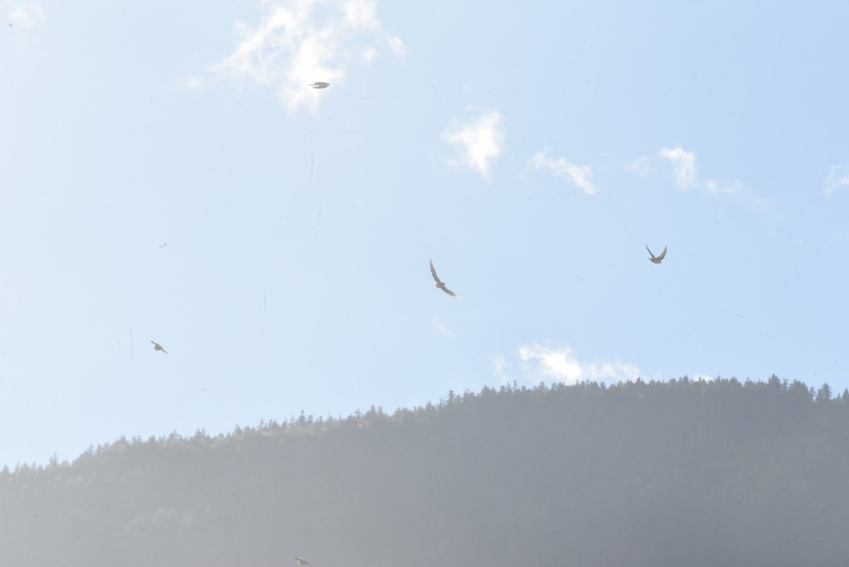 Pallid Swift - ML646121262