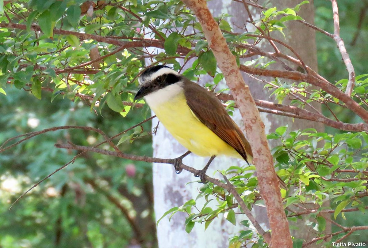Great Kiskadee - ML646121263