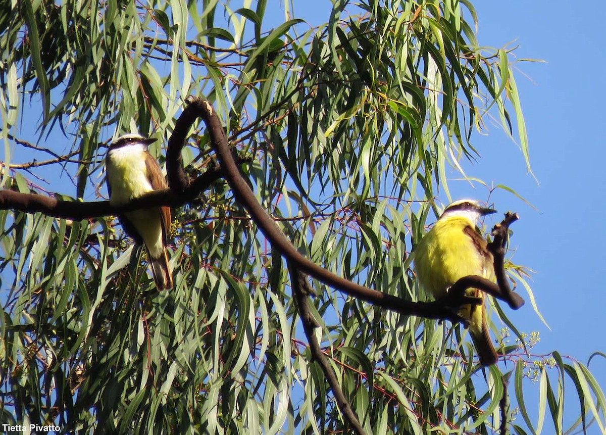 Great Kiskadee - ML646121264