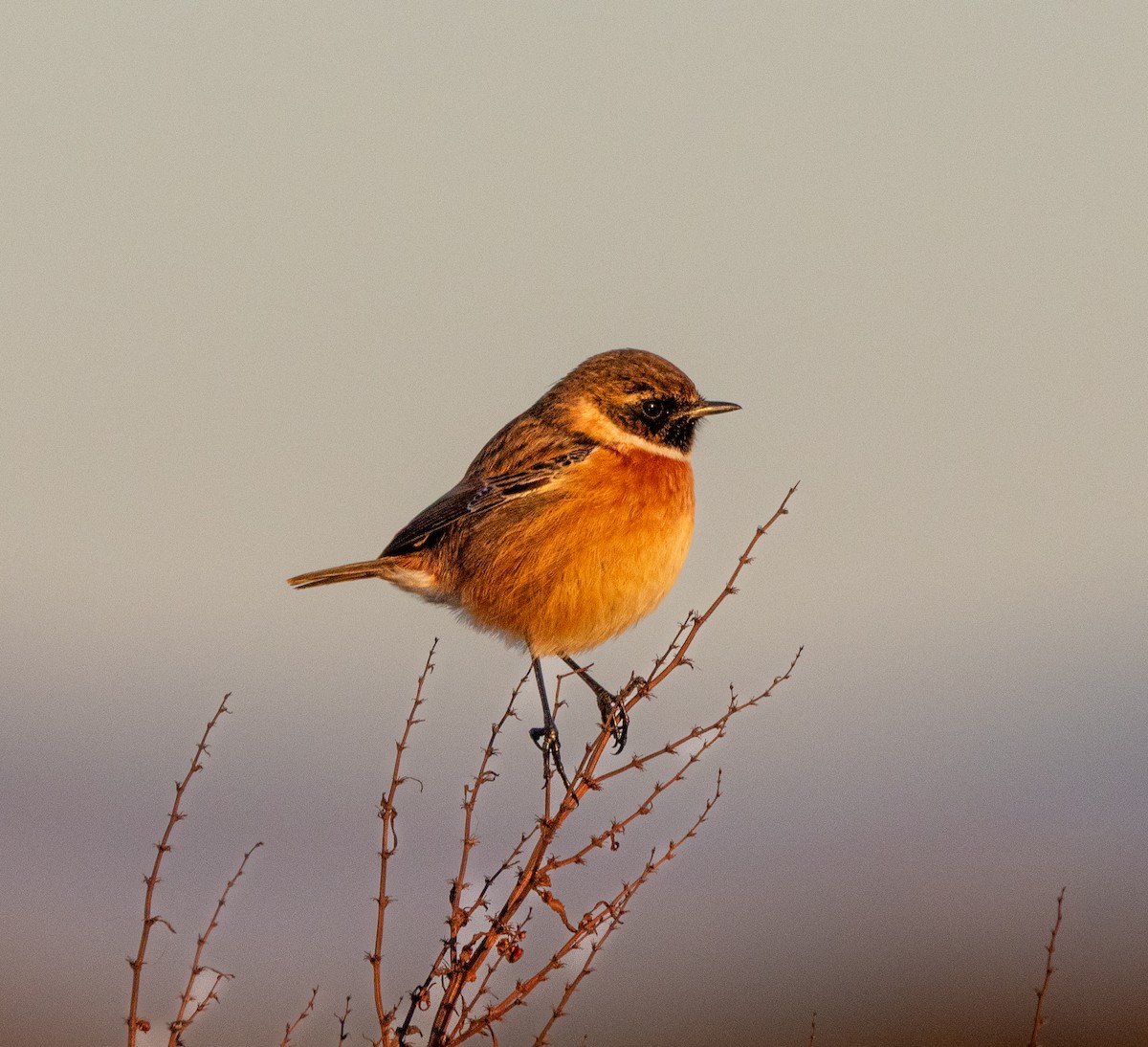 European Stonechat - ML646121265