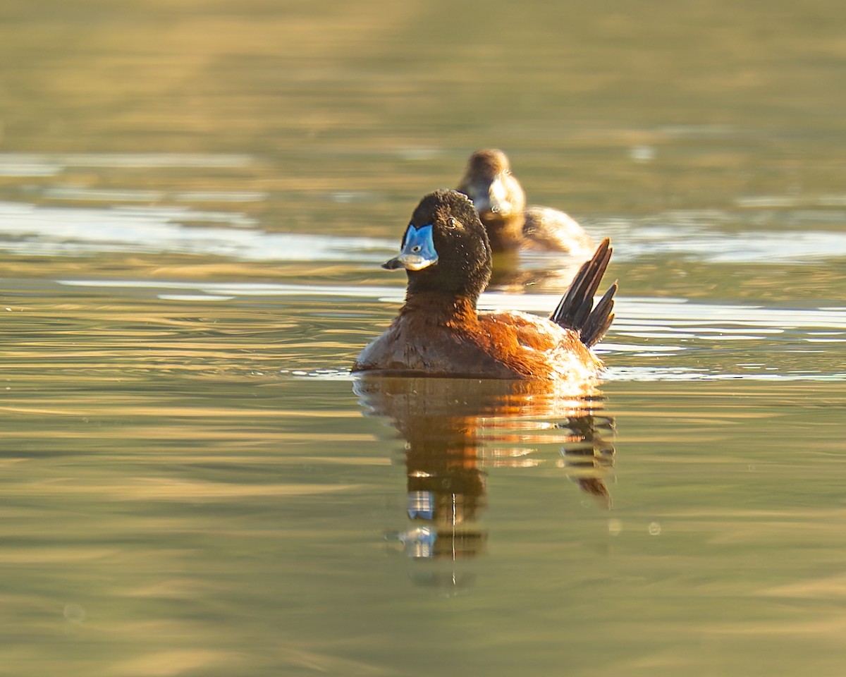 Lake Duck - ML646121266