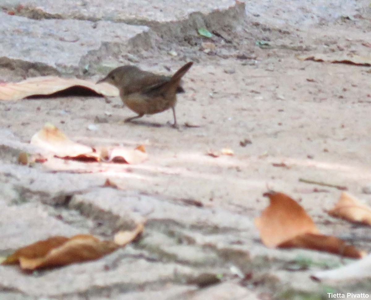 Southern House Wren - ML646121269