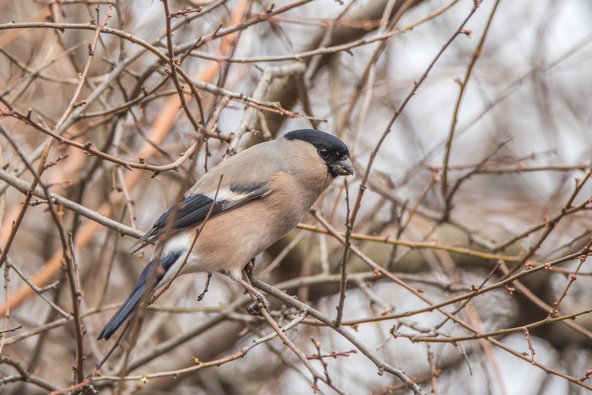 Eurasian Bullfinch - ML646121270