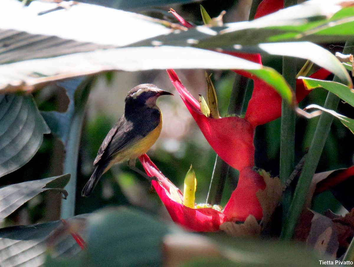 Bananaquit - ML646121272