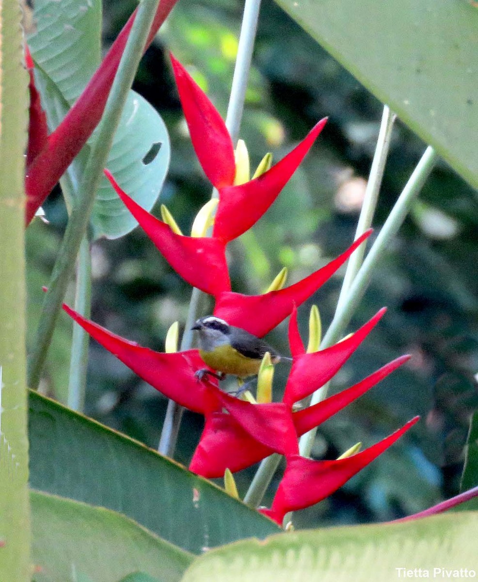 Bananaquit - ML646121273