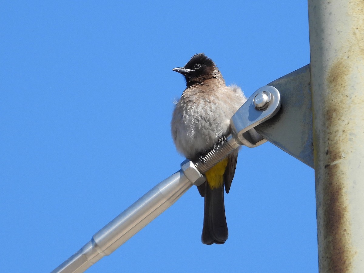 Common Bulbul (Dark-capped) - ML646121274