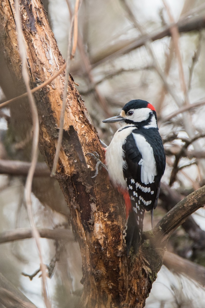 Great Spotted Woodpecker - ML646121275
