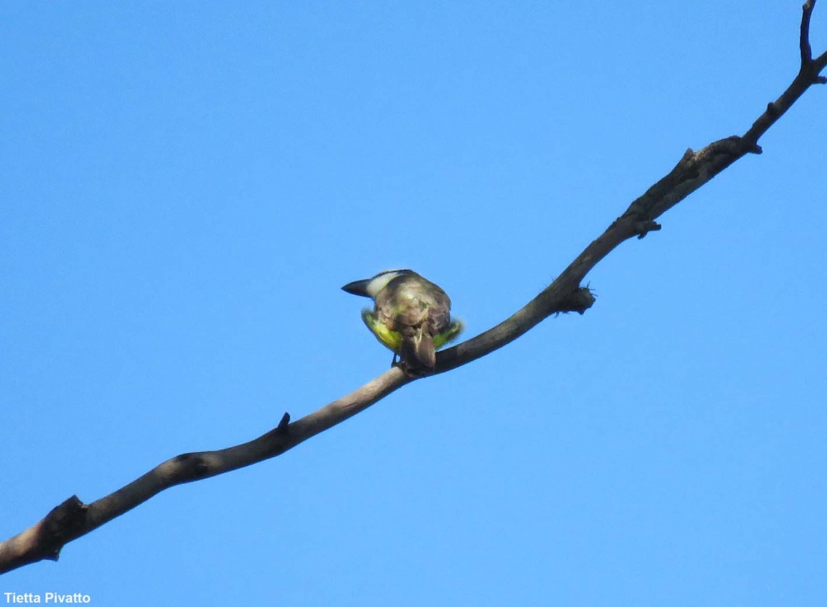 Boat-billed Flycatcher - ML646121277
