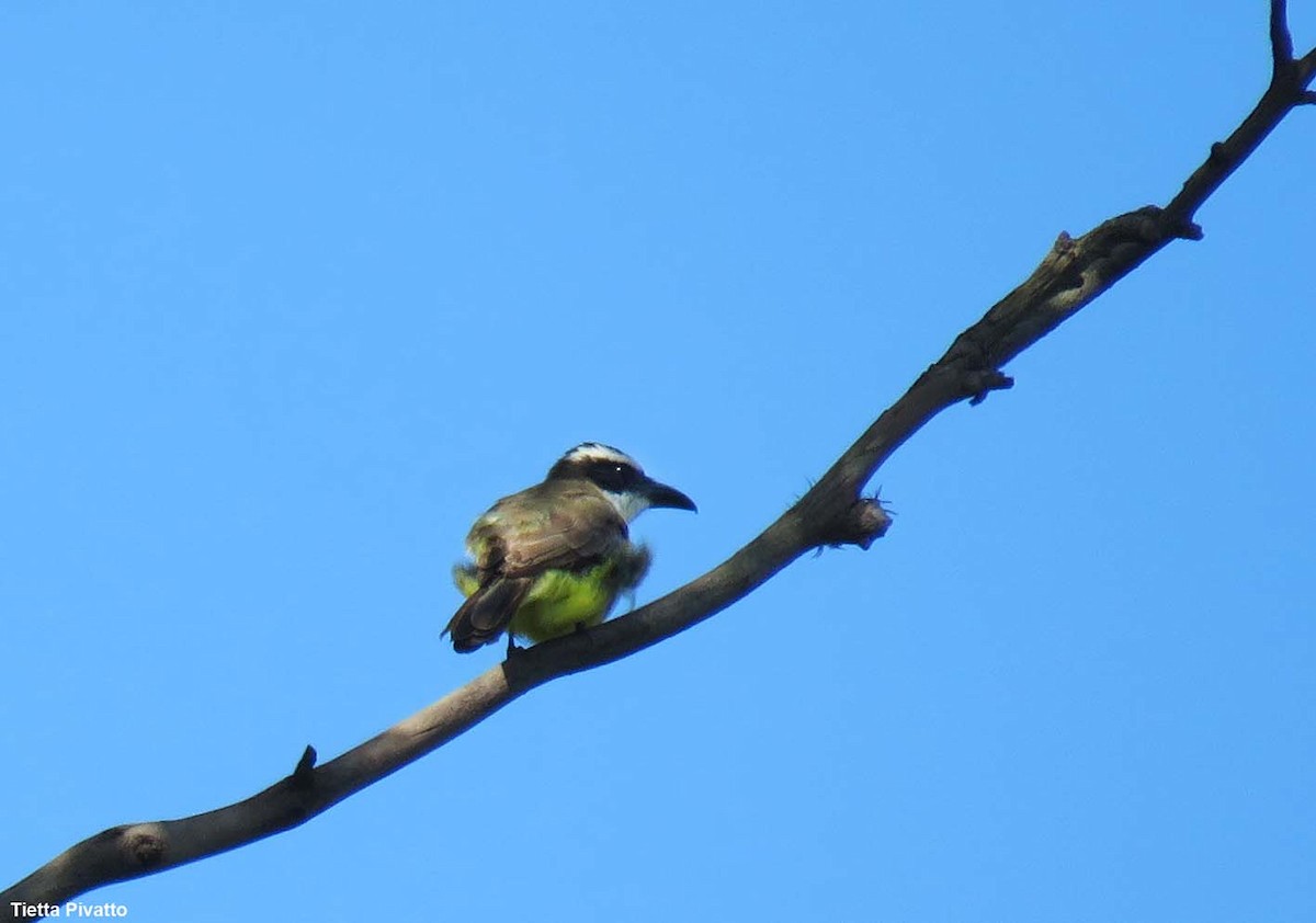 Boat-billed Flycatcher - ML646121278