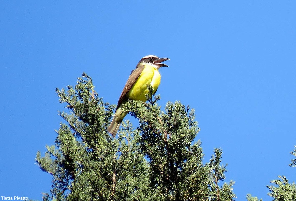 Boat-billed Flycatcher - ML646121279