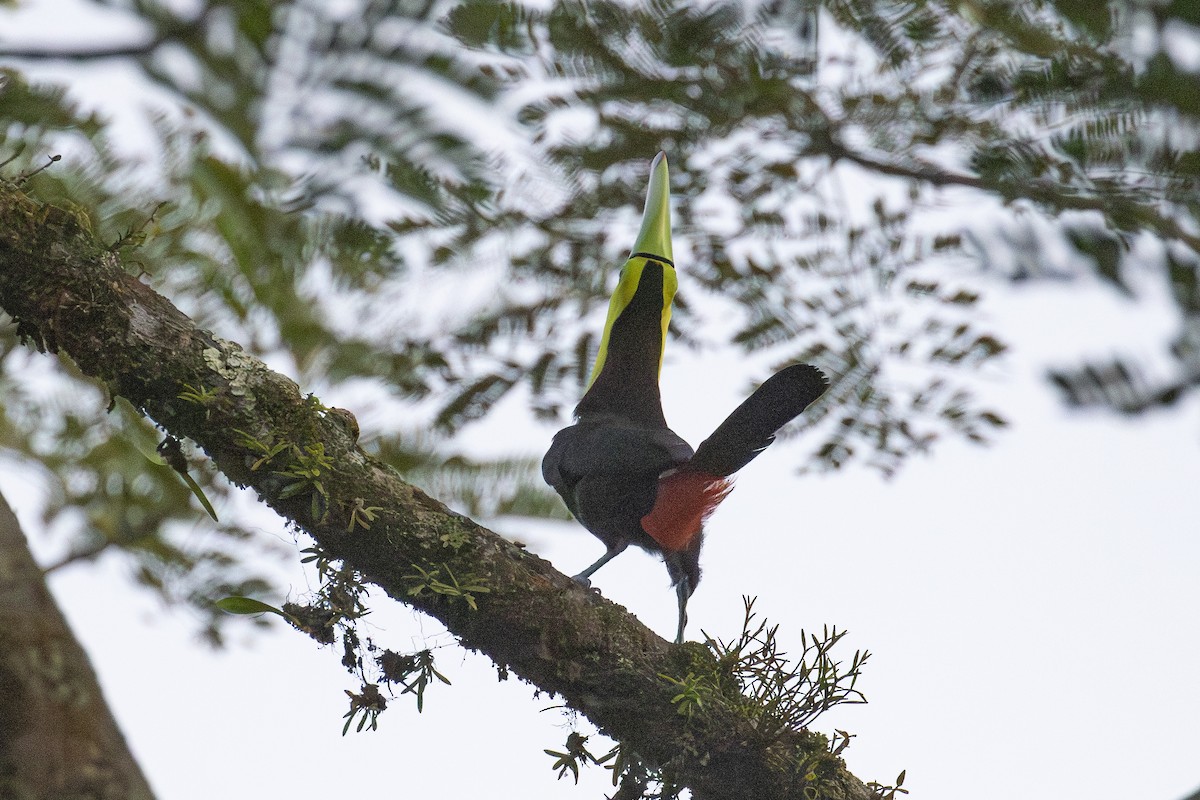 Keel-billed Toucan - ML646121280