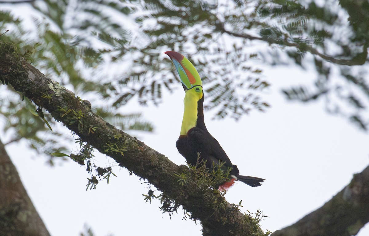 Keel-billed Toucan - ML646121281