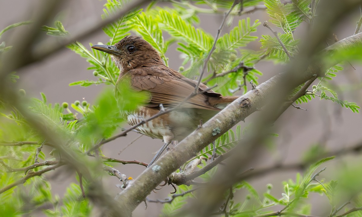 drozd peruánský - ML646121282