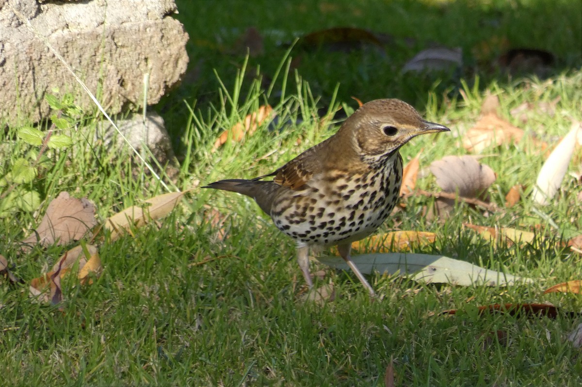 Song Thrush - ML646121285